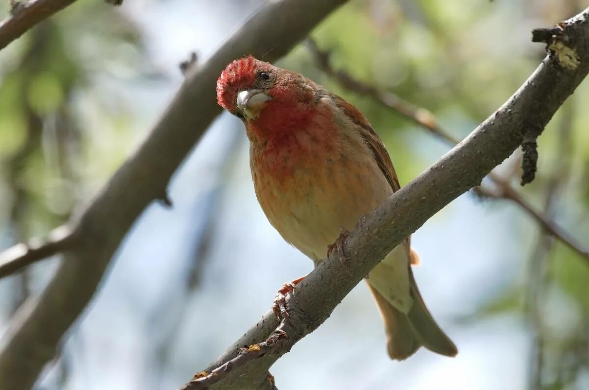 Птицы хакасии фото Обыкновенная чечевица (Carpodacus erythrinus). Птицы Сибири.