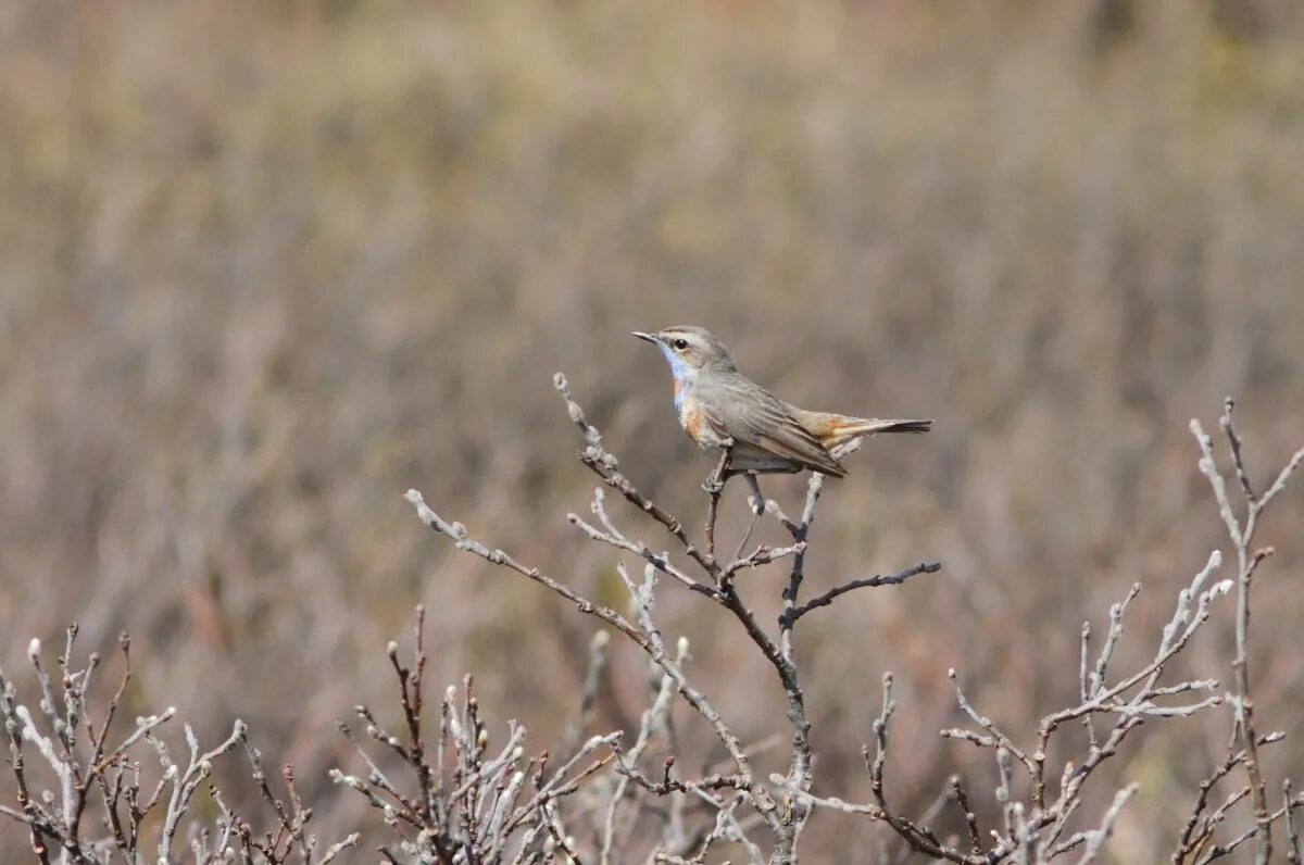 Птицы хакасии фото Bluethroat (Luscinia svecica). Birds of Siberia.