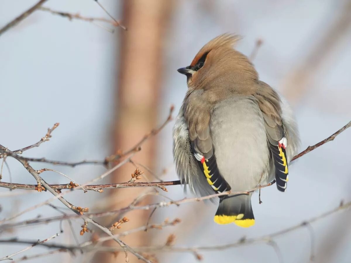 Птицы хакасии фото Bohemian Waxwing (Bombycilla garrulus). Birds of Siberia.