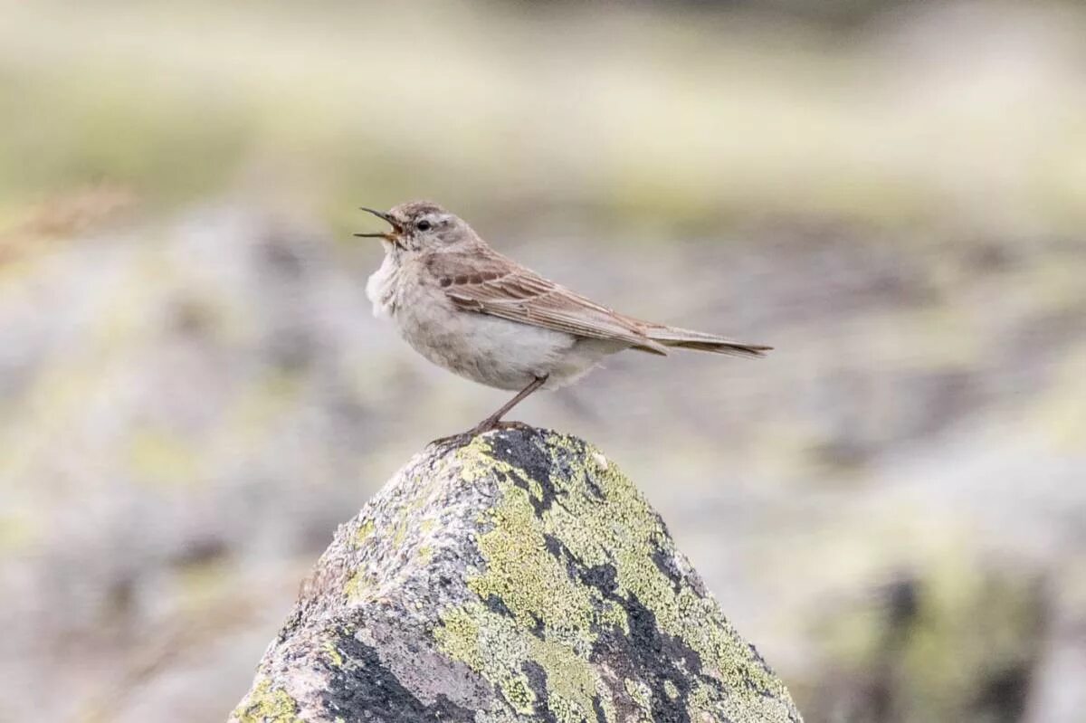 Птицы хакасии фото Water Pipit (Anthus spinoletta). Birds of Siberia.