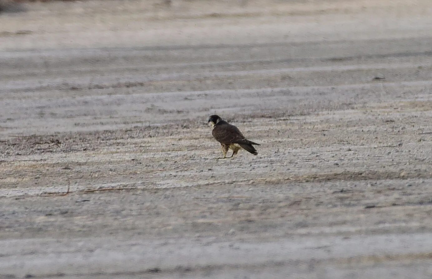 Птицы хакасии фото и названия Peregrine Falcon (Falco peregrinus). Birds of Siberia.