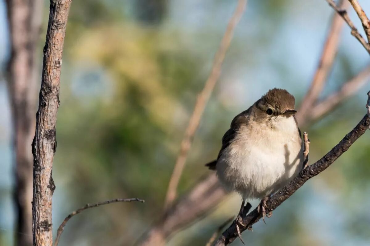 Птицы хакасии фото и названия Booted Warbler (Hippolais caligata). Birds of Siberia.