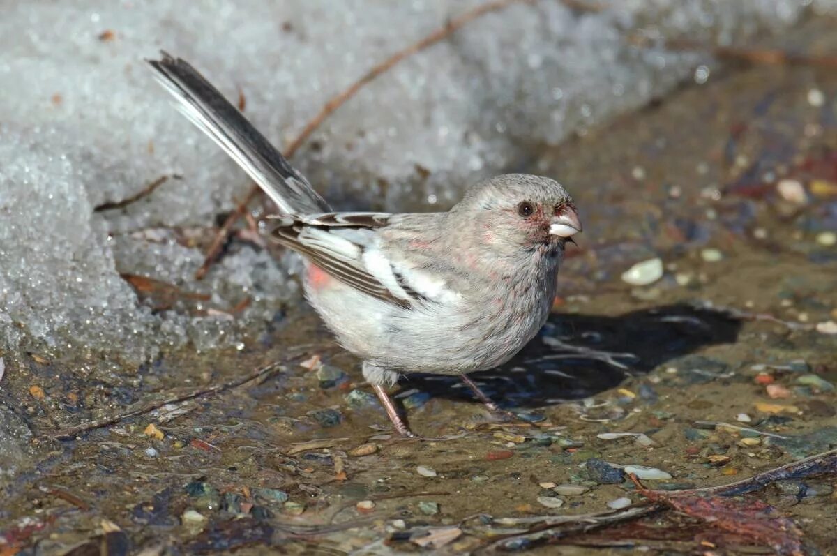 Птицы хакасии фото и названия Урагус (Uragus sibiricus). Птицы Сибири.