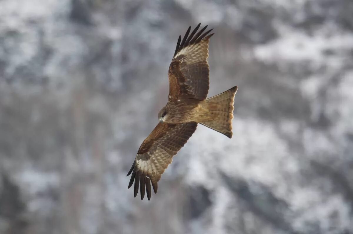 Птицы хакасии фото и названия Black Kite (Milvus migrans). Birds of Siberia.