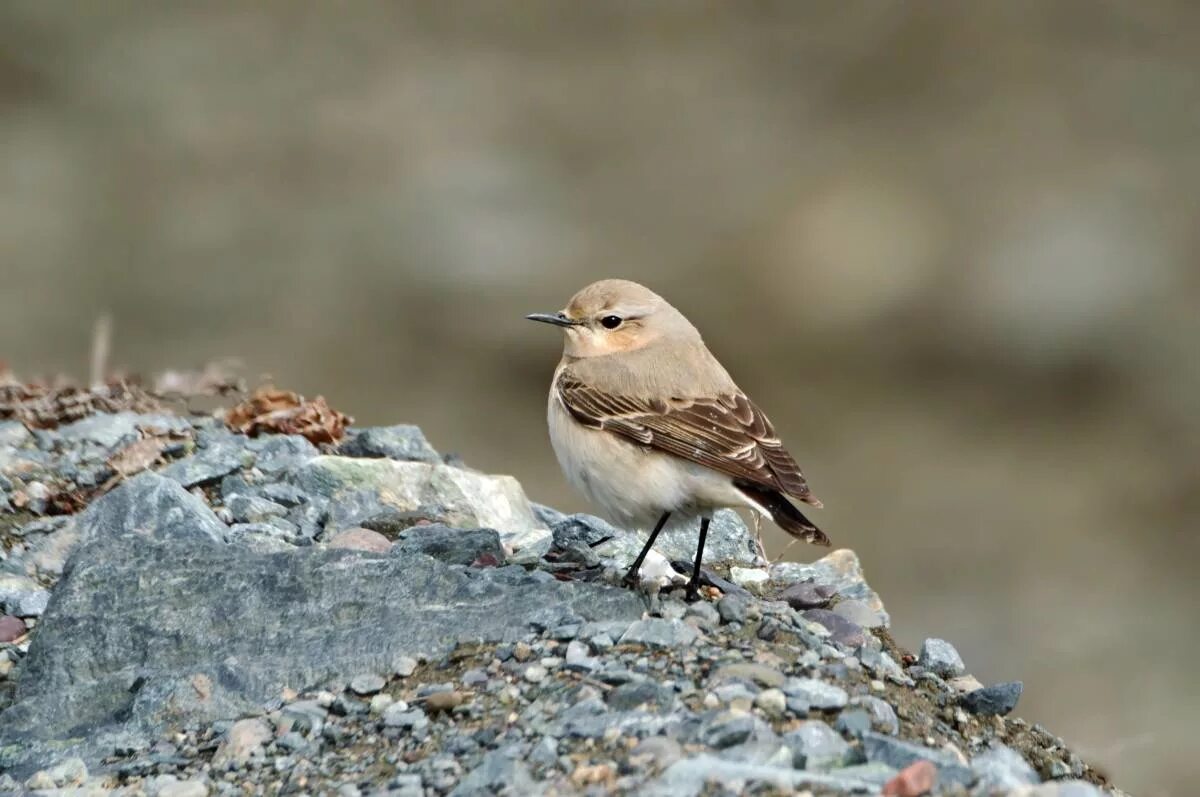 Птицы хакасии фото и названия Northern Wheatear (Oenanthe oenanthe). Birds of Siberia.