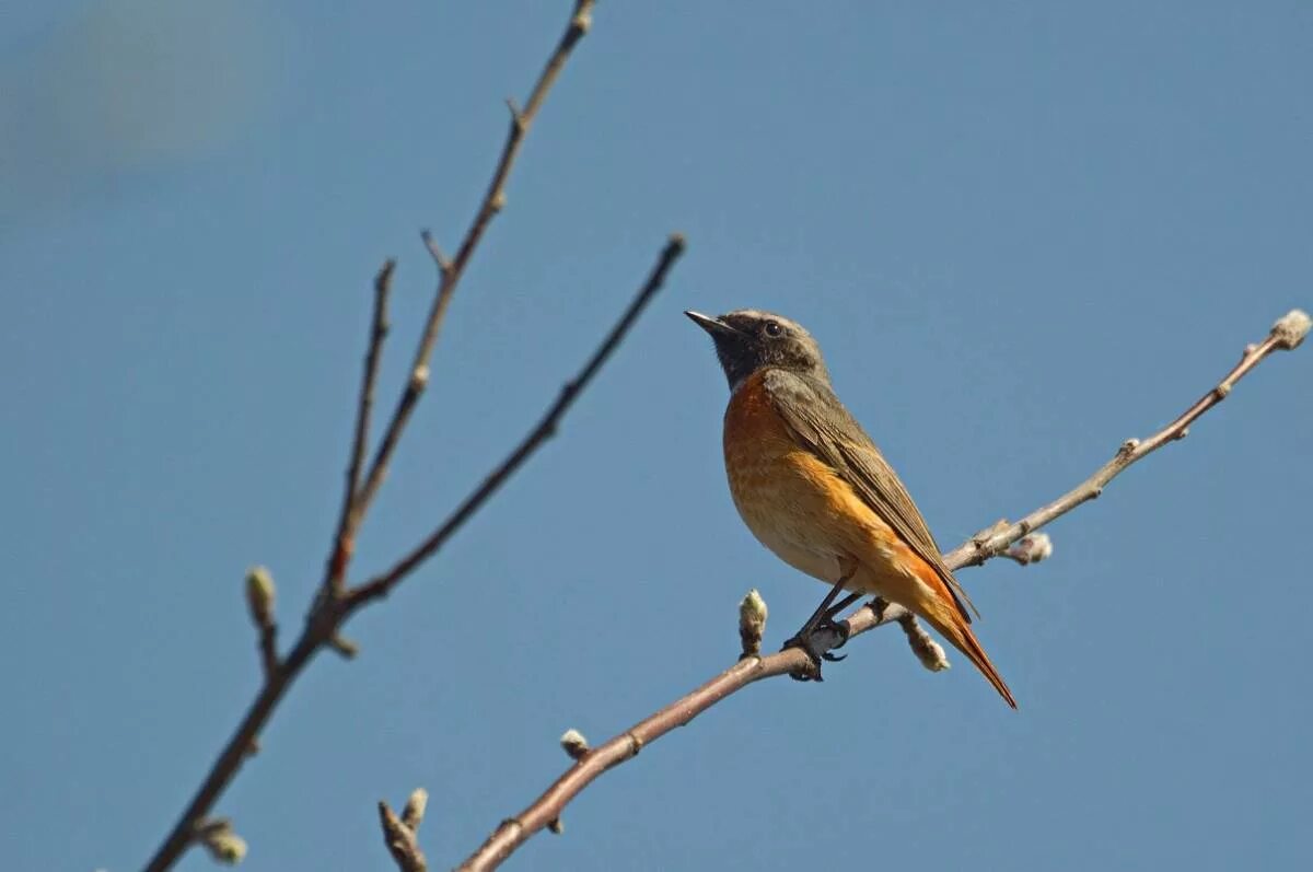 Птицы хакасии фото и названия Горихвостка-лысушка (Phoenicurus phoenicurus). Птицы Сибири.