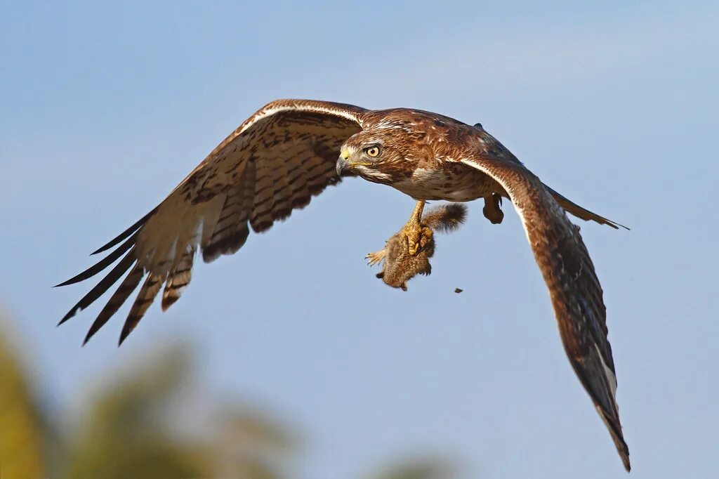 Птицы хищники фото Red-tailed Hawk with Baby Squirrel Red-tailed Hawk with Ba. Flickr