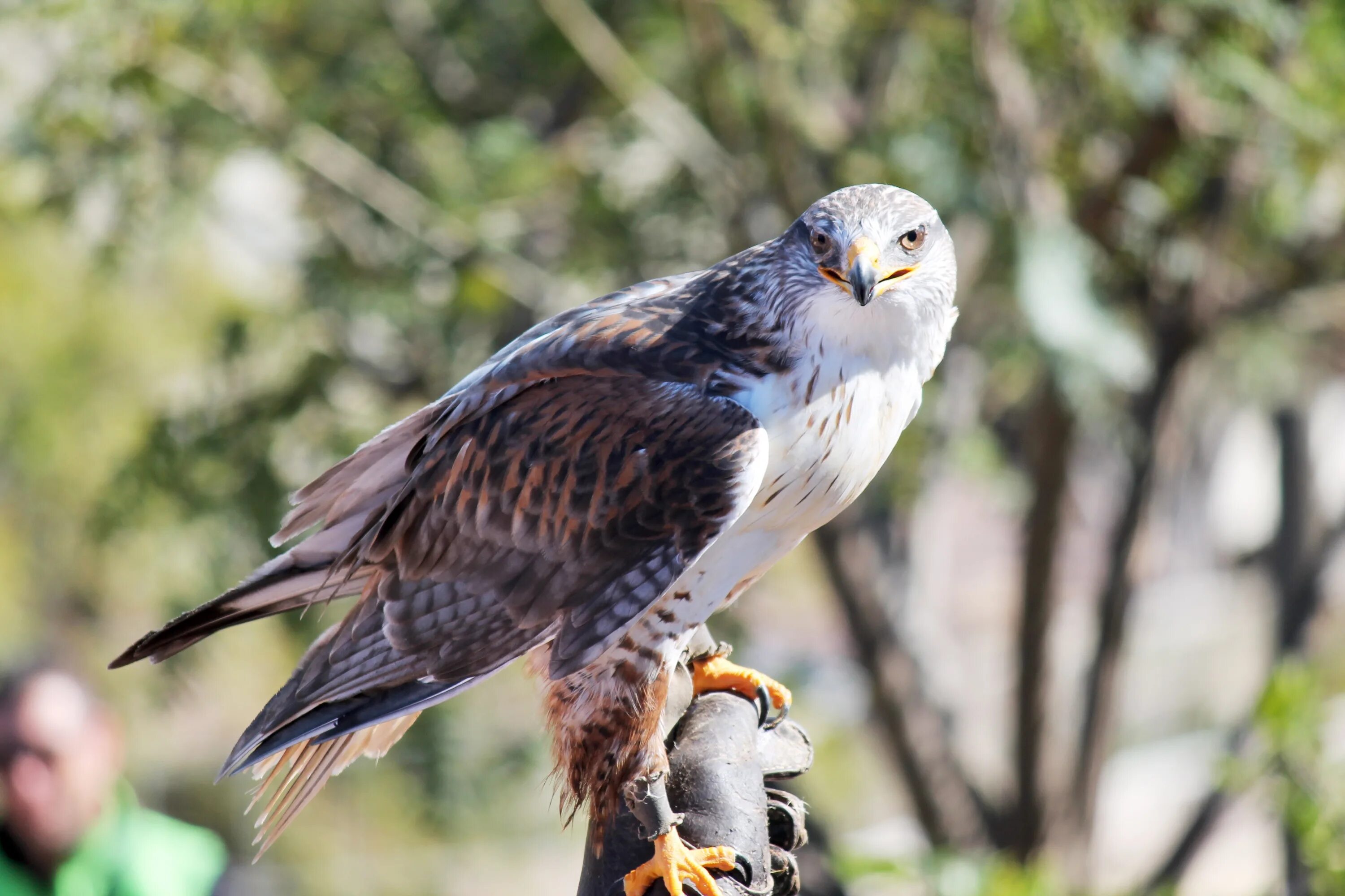 Птицы хищники фото Free Images : nature, peak, wildlife, beak, eagle, hawk, fauna, bird of prey, fe