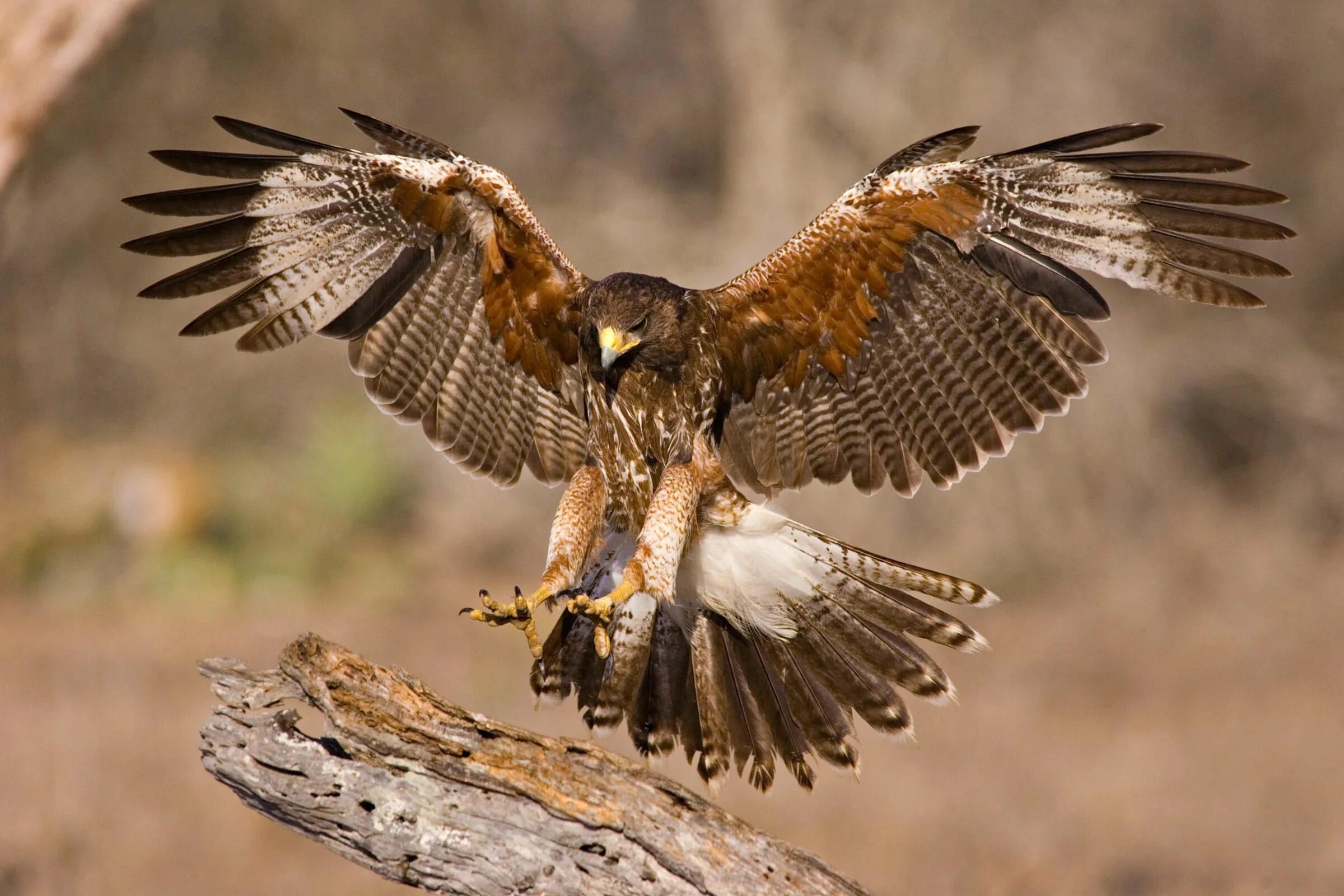 Птицы хищники фото Harris's Hawk Birds of prey, Bird, Prey