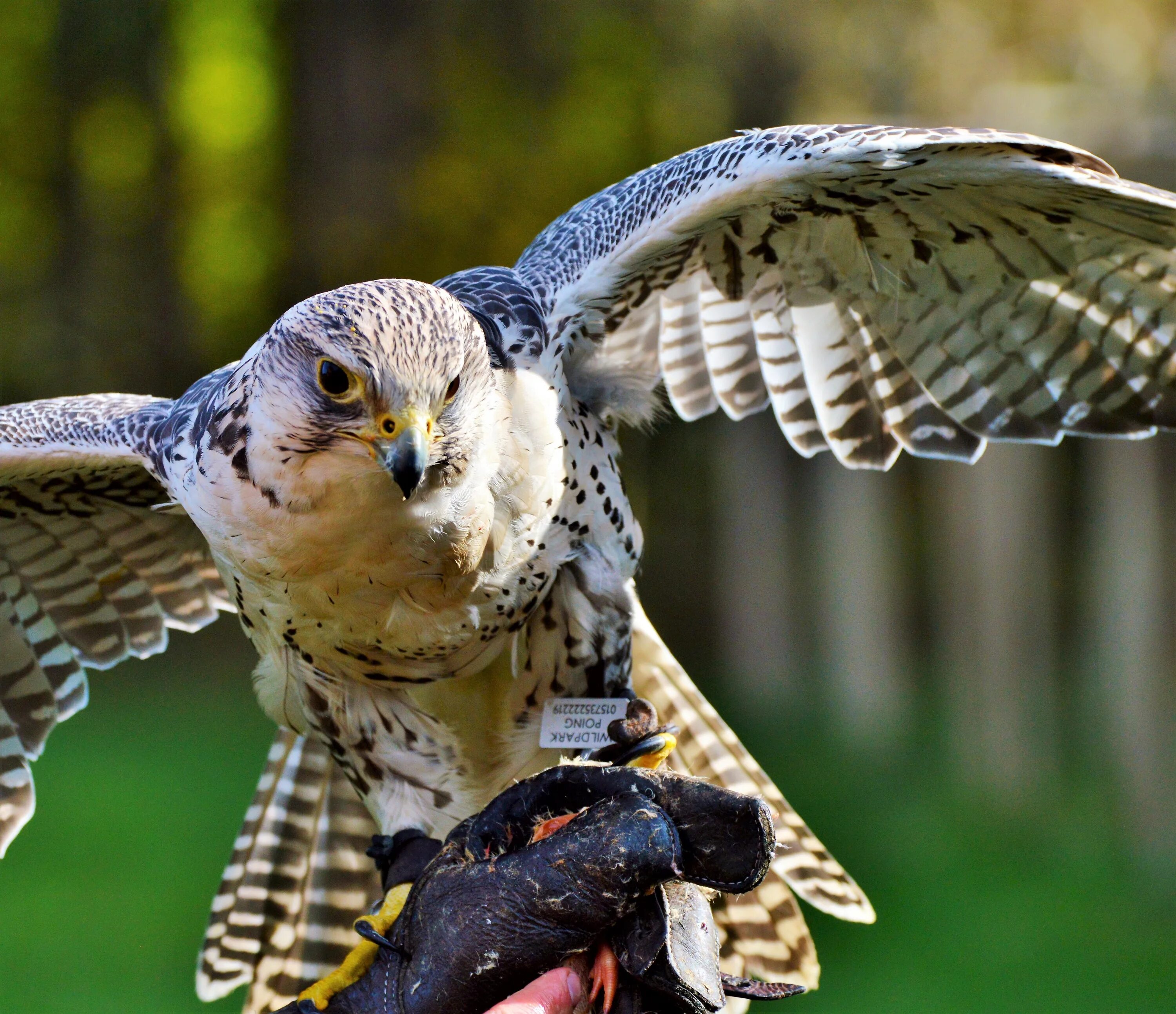 Птицы хищники фото Bird Falcon Raptor Of free image download