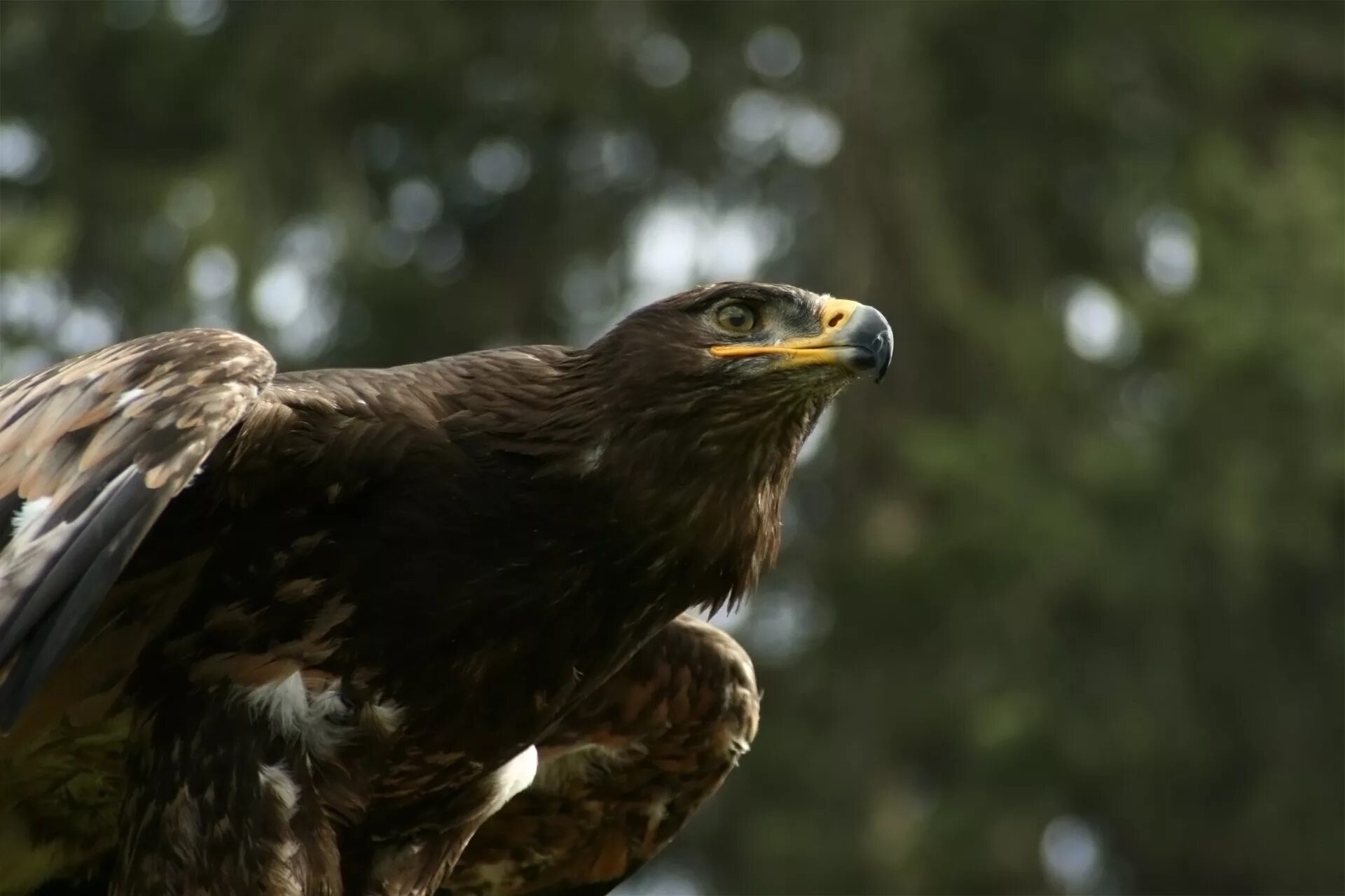 Птицы хищники фото Free Images : forest, wing, view, animal, wildlife, beak, hawk, feather, fauna, 