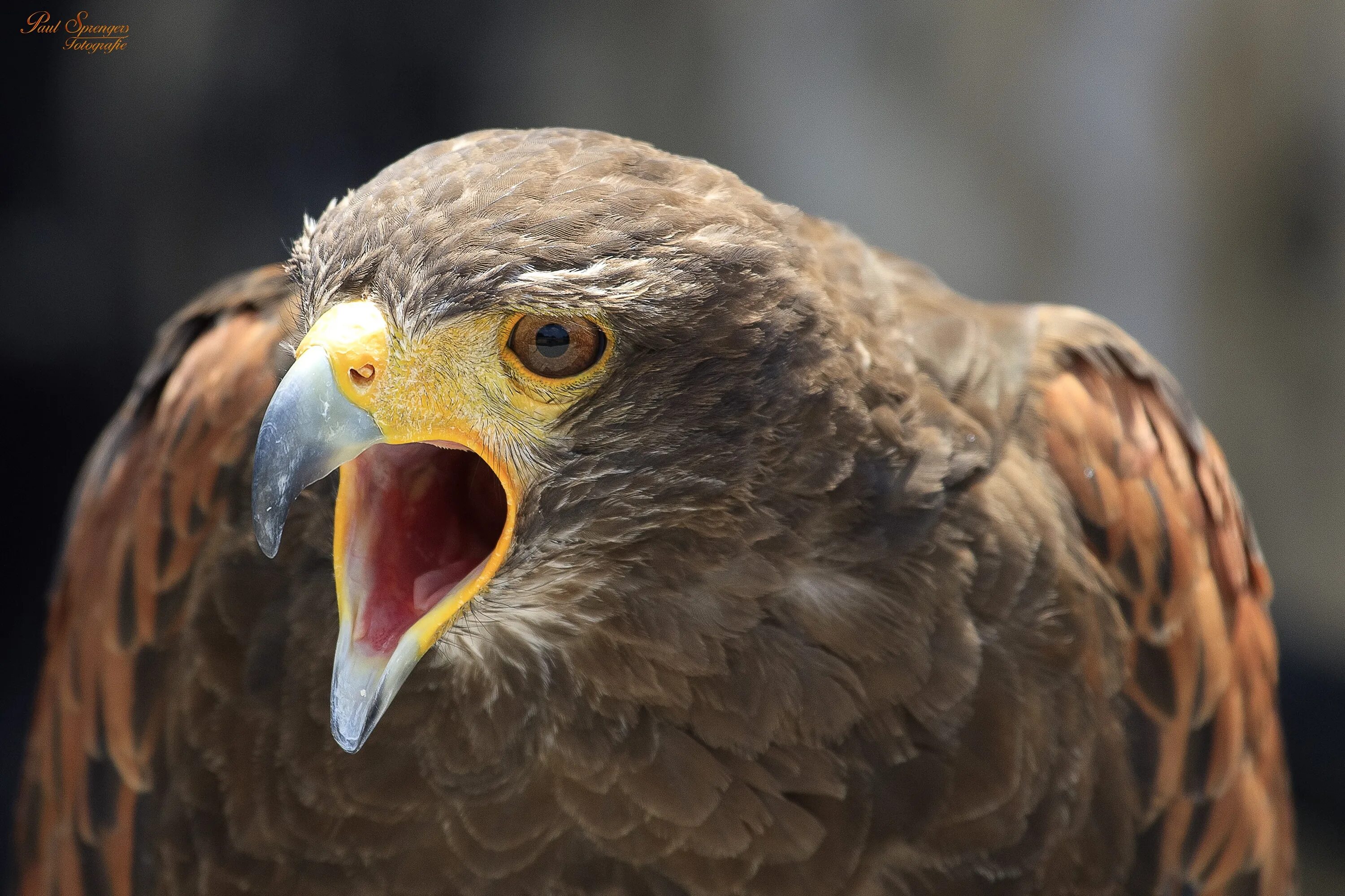 Птицы хищники фото Free Images : nature, animal, wildlife, beak, eagle, feather, fauna, bird of pre