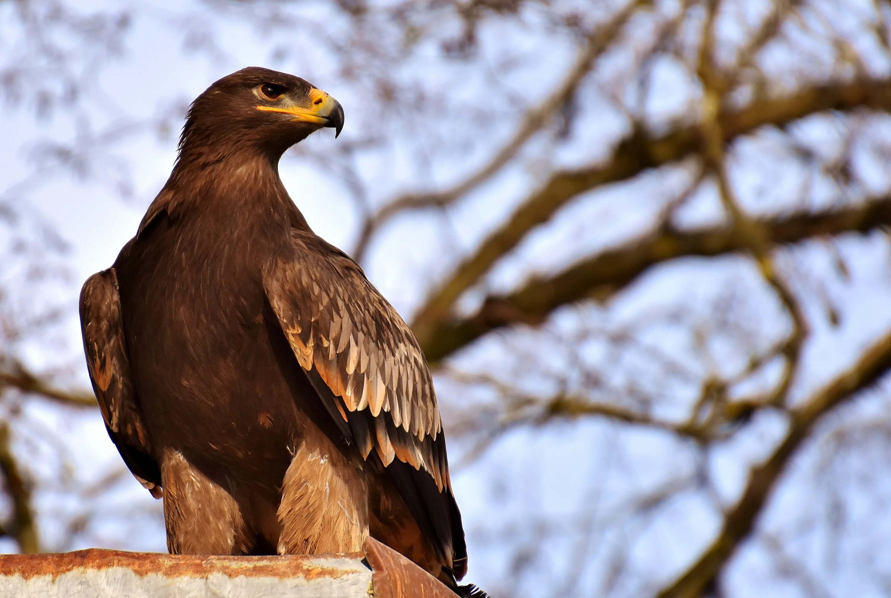 Птицы хищники фото с названиями Adler Raptor Bird Of Prey free image download