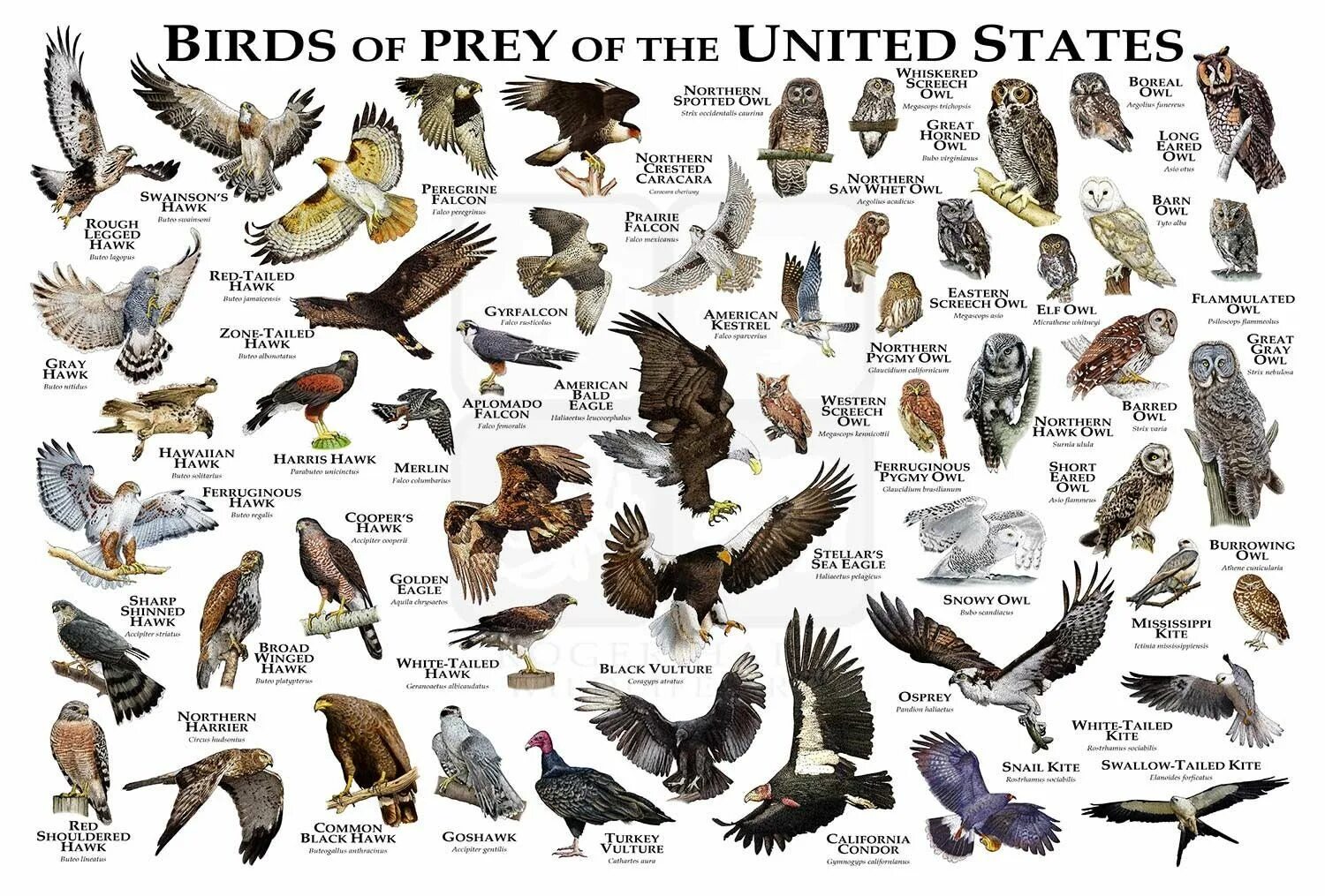 Птицы хищники фото с названиями Birds of Prey of the United States Poster/field Guide - Etsy Birds of prey, Hali