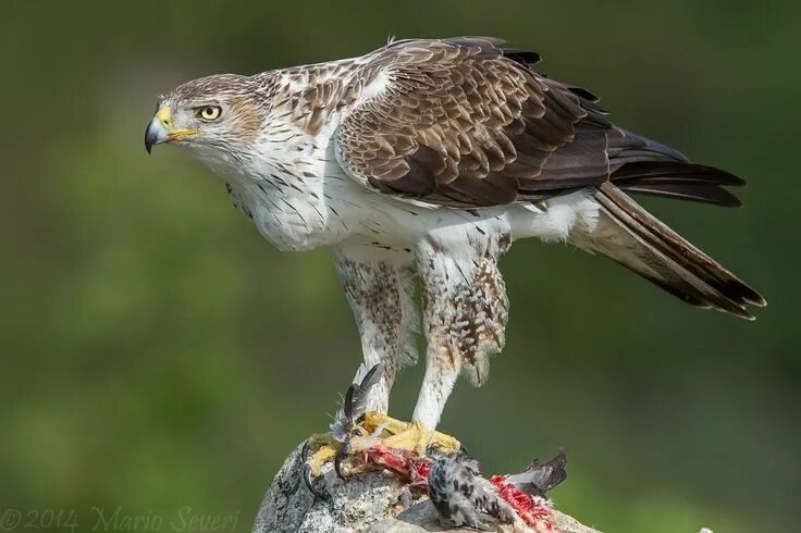 Птицы хищники фото с названиями Bonelli's Eagle Eagle, Eagle hunting, Birds of prey