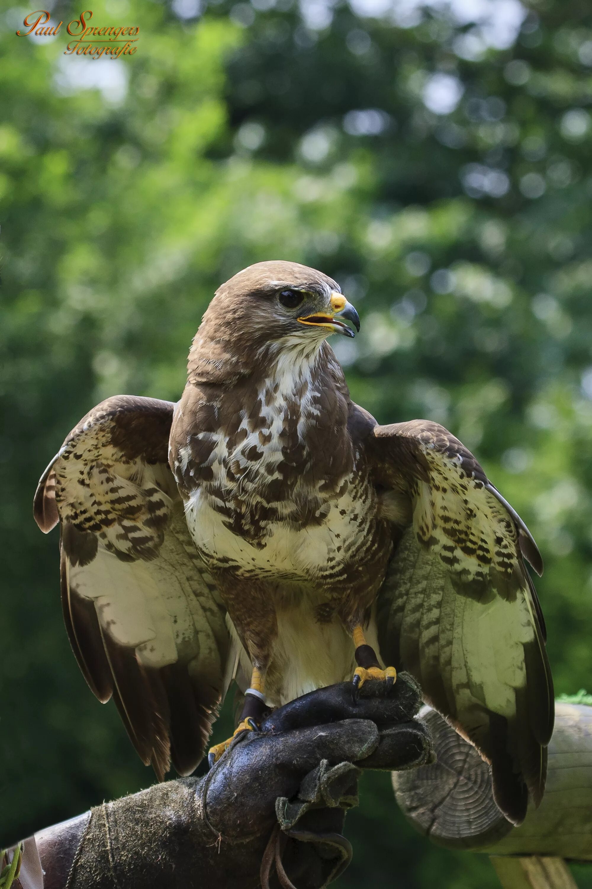 Птицы хищники фото с названиями Free Images : nature, wildlife, beak, eagle, fauna, bird of prey, birds, vertebr