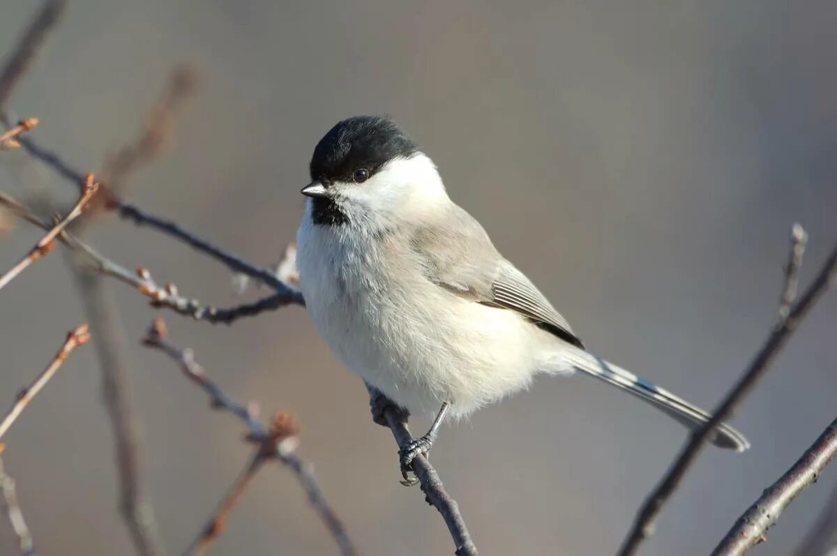 Птицы хмао югры фото Marsh Tit (Parus palustris). Birds of Siberia.