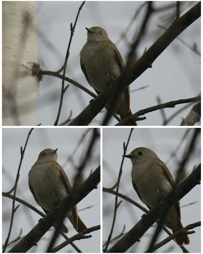 Птицы хмао югры фото названия Eurasian Redstart (Phoenicurus phoenicurus). Birds of Siberia.