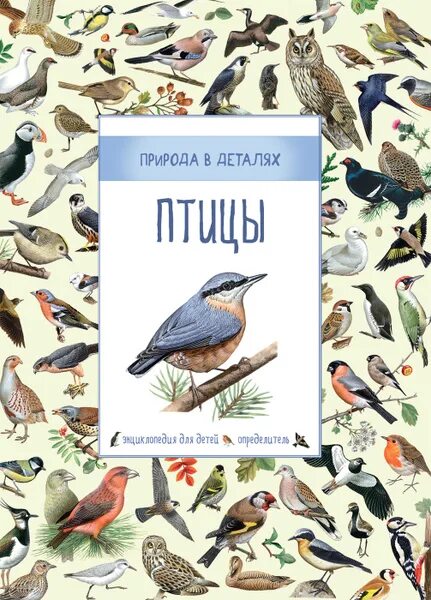 Птицы и книги фото Птицы. Энциклопедия для детей. Определитель Дэвидсон Сюзанна - купить с доставко