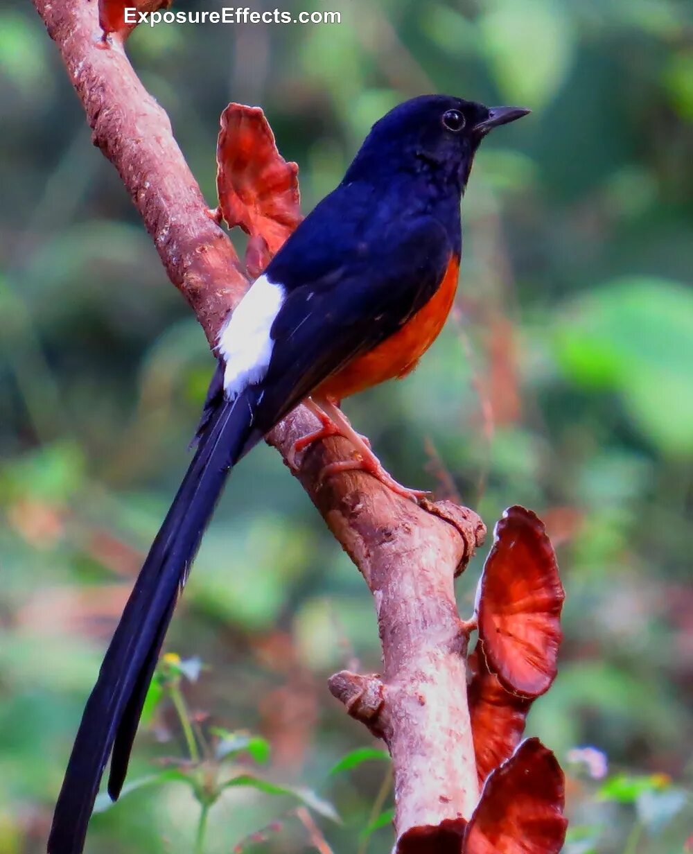 Птицы индии фото Birds in Dandeli - Karnataka - World Ghoomo