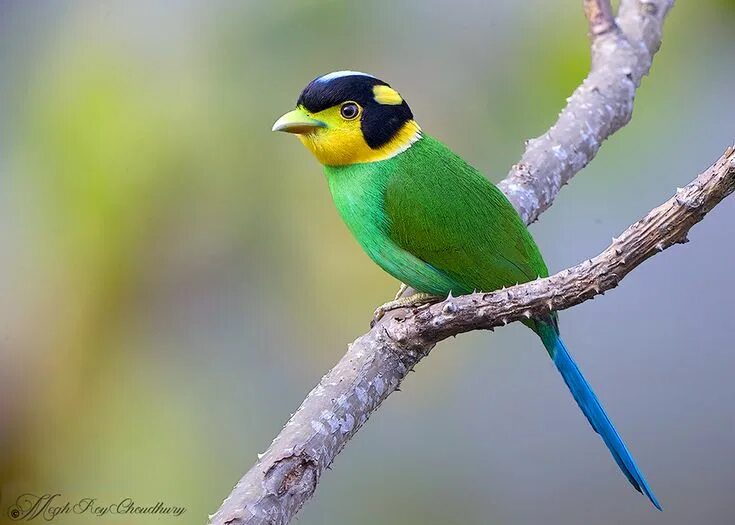 Птицы индии фото breath Bird, Rare birds, Birds