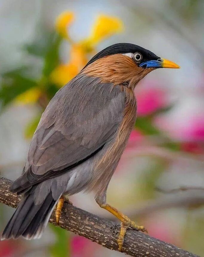 Птицы индии фото Pagodespreeuw - Brahminy Myna (Sturnia pagodarum) in India by Rajesh Chaube.