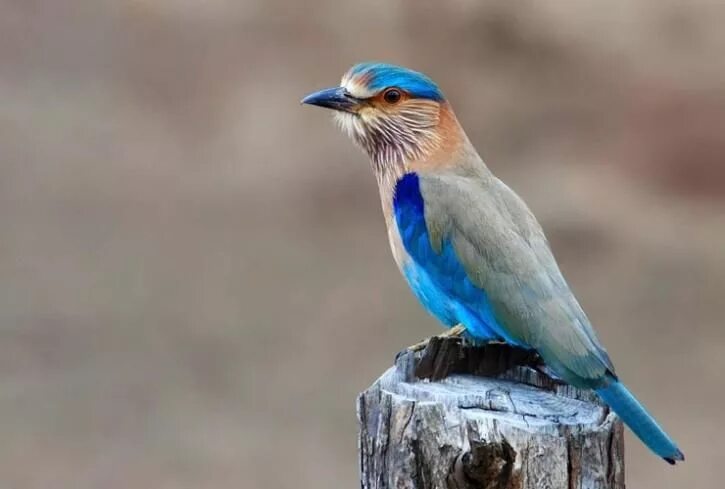 Птицы индии фото Neelkanth Bird Indian roller, State symbols, Bird