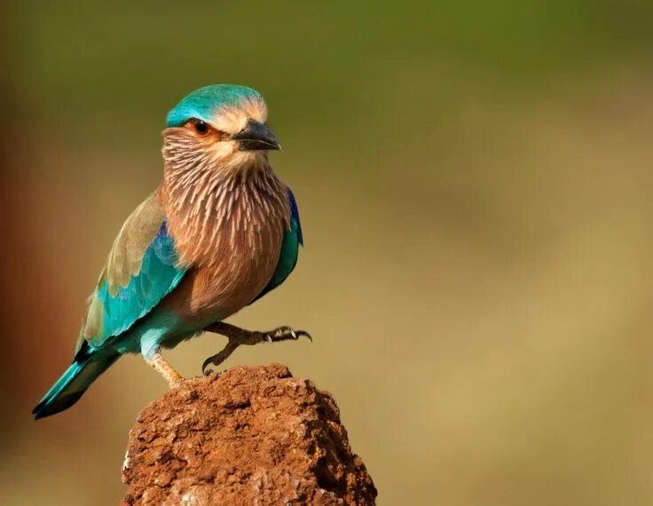 Птицы индии фото Bird of the Day: Indian Roller Indian roller, Exotic birds, Bird