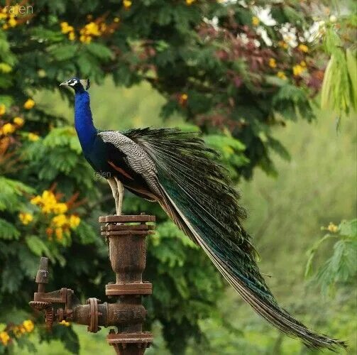 Птицы индии фото Indian Peacock Animals, Indian peacock, Peacock