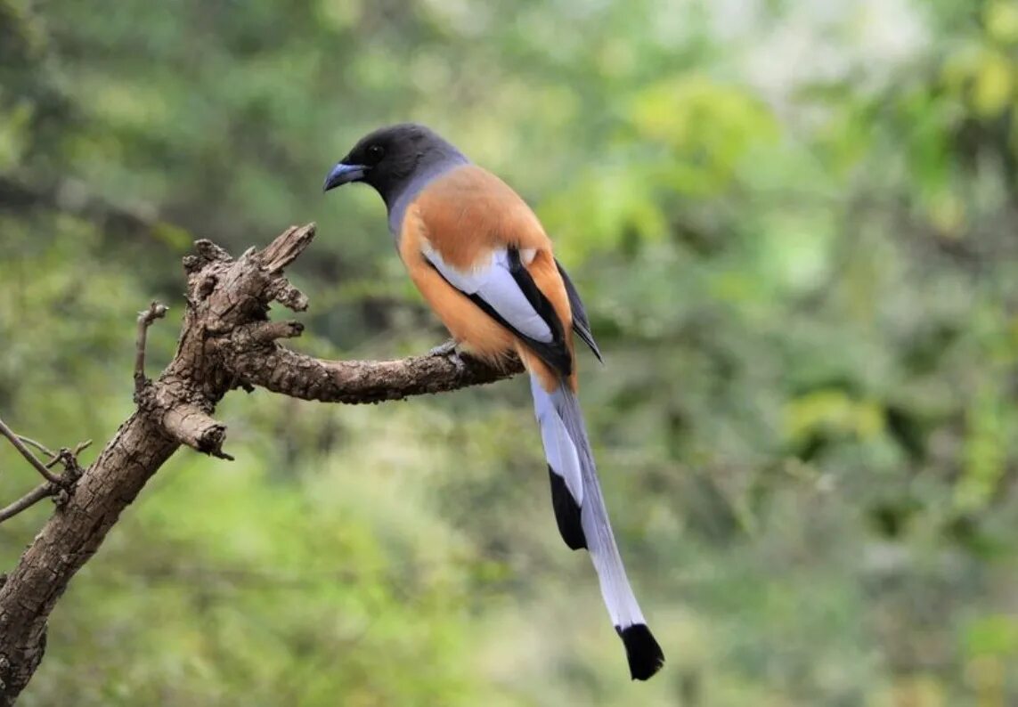 Птицы индии фото File:Rufous-Treepie bird.jpg - Wikipedia