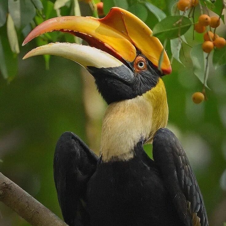 Птицы индии фото Great Indian Hornbill Near Darjeeling, India . . Credits Animals, Birds, Bird