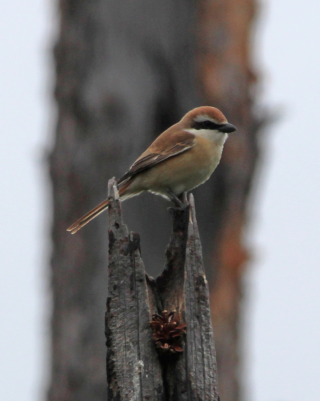 Птицы иркутска фото Brown Shrike (Lanius cristatus). Birds of Siberia.