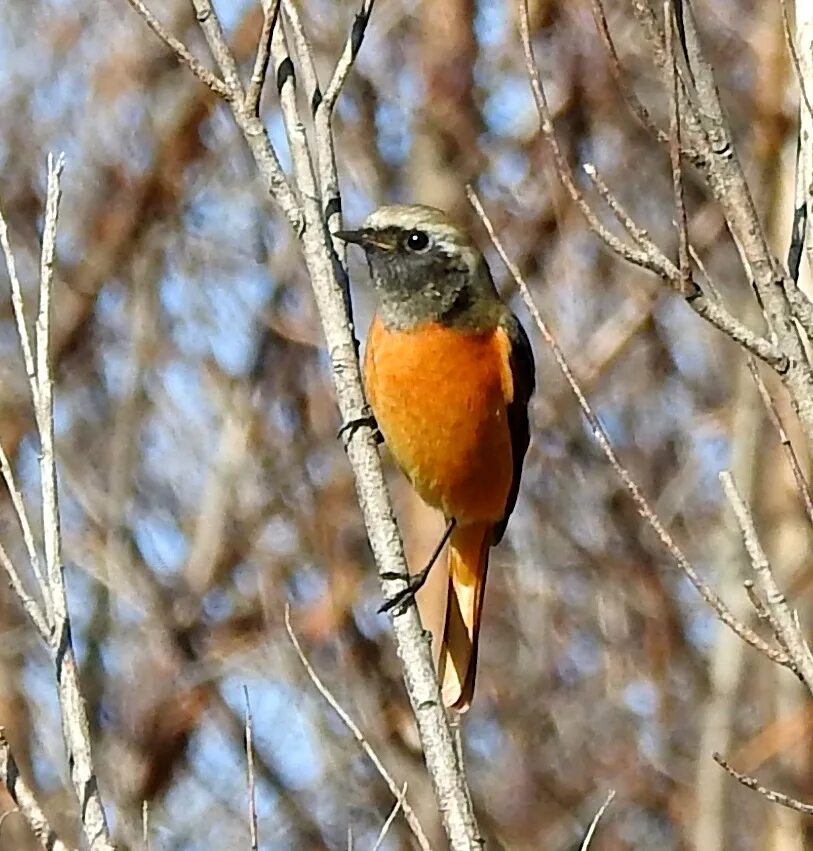 Птицы иркутска фото Daurian Redstart (Phoenicurus auroreus). Birds of Siberia.