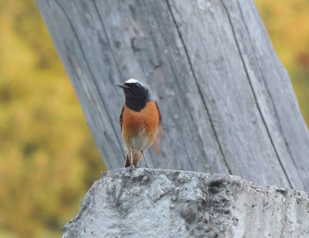 Птицы иркутска фото Eurasian Redstart (Phoenicurus phoenicurus). Birds of Siberia.