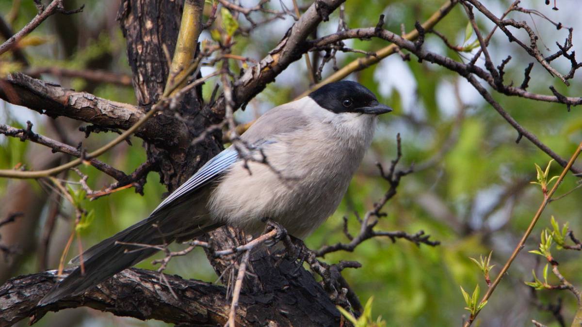 Птицы иркутска фото Голубая сорока (Cyanopica cyanus). Птицы Сибири.