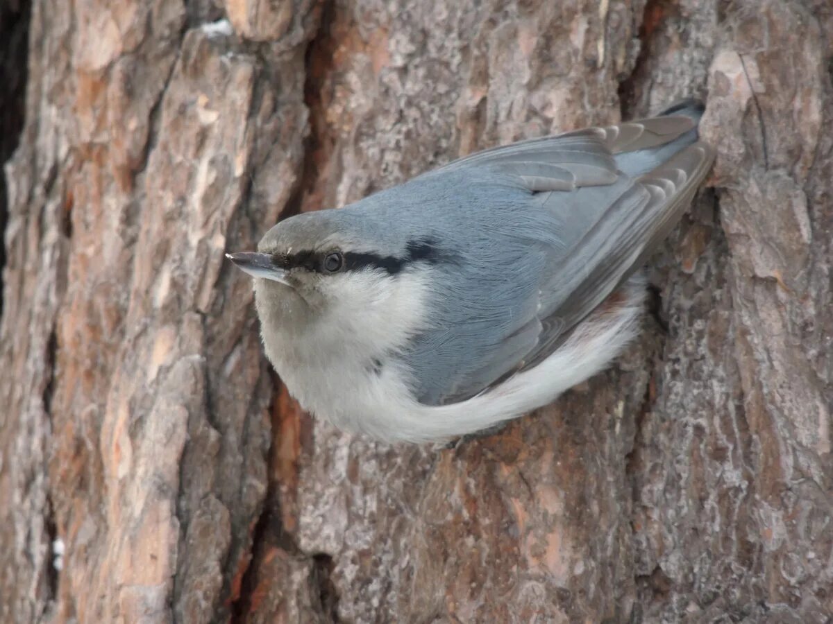 Птицы иркутска фото Eurasian Nuthatch (Sitta europaea). Birds of Siberia.