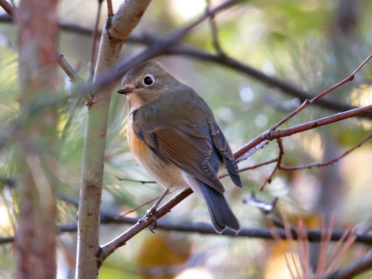 Птицы иркутска фото Red-flanked Bluetail (Tarsiger cyanurus). Birds of Siberia.