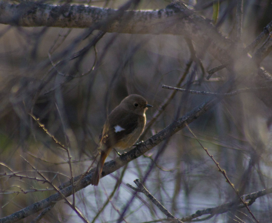 Птицы иркутска фото Daurian Redstart (Phoenicurus auroreus). Birds of Siberia.