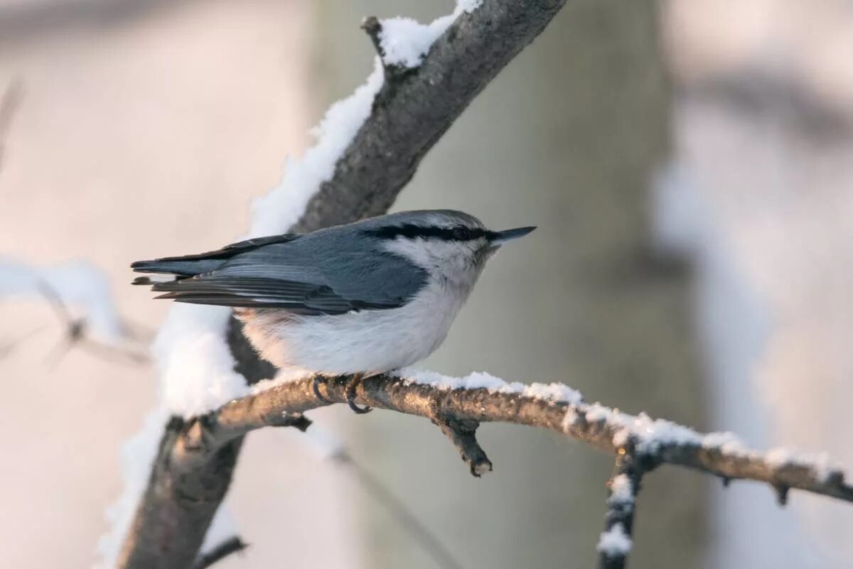 Птицы иркутска фото Eurasian Nuthatch (Sitta europaea). Birds of Siberia.