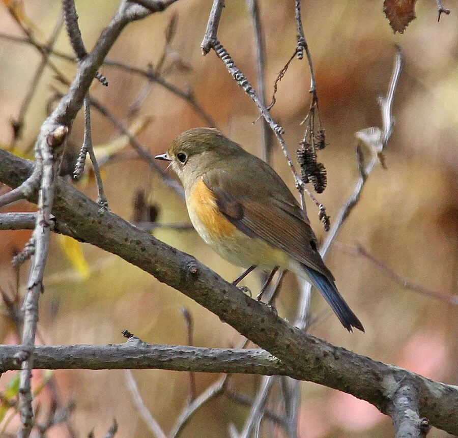 Птицы иркутска фото Red-flanked Bluetail (Tarsiger cyanurus). Birds of Siberia.