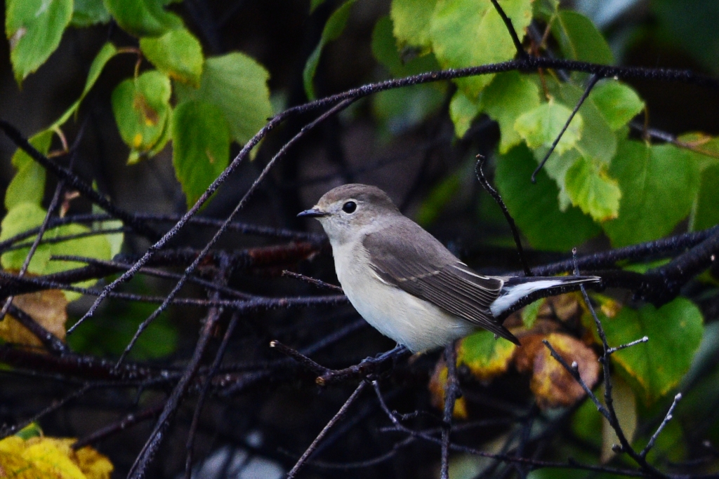 Птицы иркутска фото Taiga Flycatcher (Ficedula albicilla). Birds of Siberia.