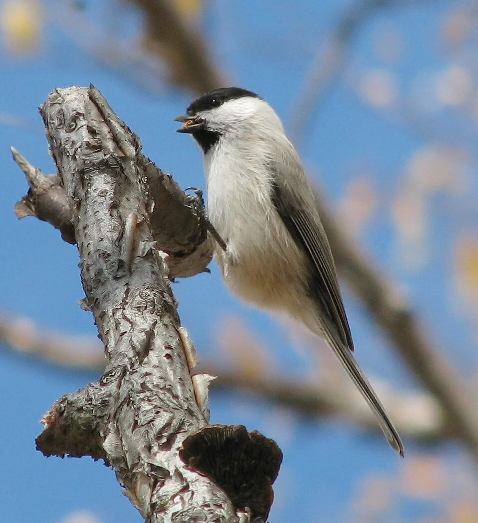 Птицы иркутска фото Marsh Tit (Parus palustris). Birds of Siberia.