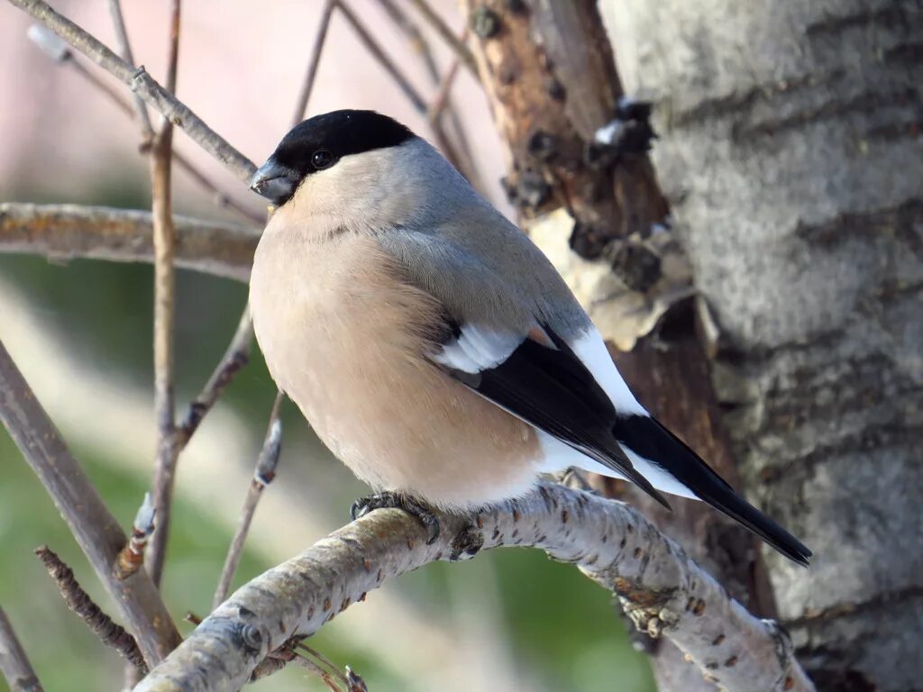 Bohemian Waxwing (Bombycilla garrulus). Birds of Siberia.