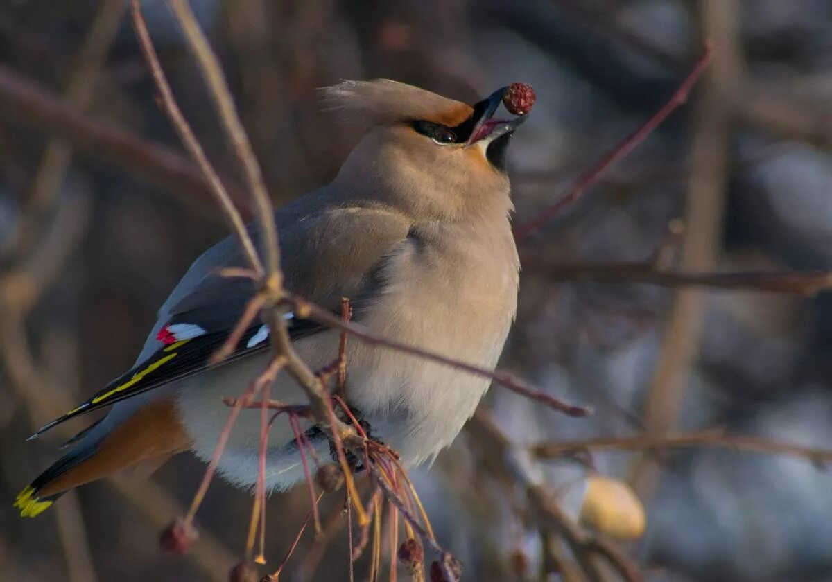 Птицы иркутска названия и фото Bohemian Waxwing (Bombycilla garrulus). Birds of Siberia.