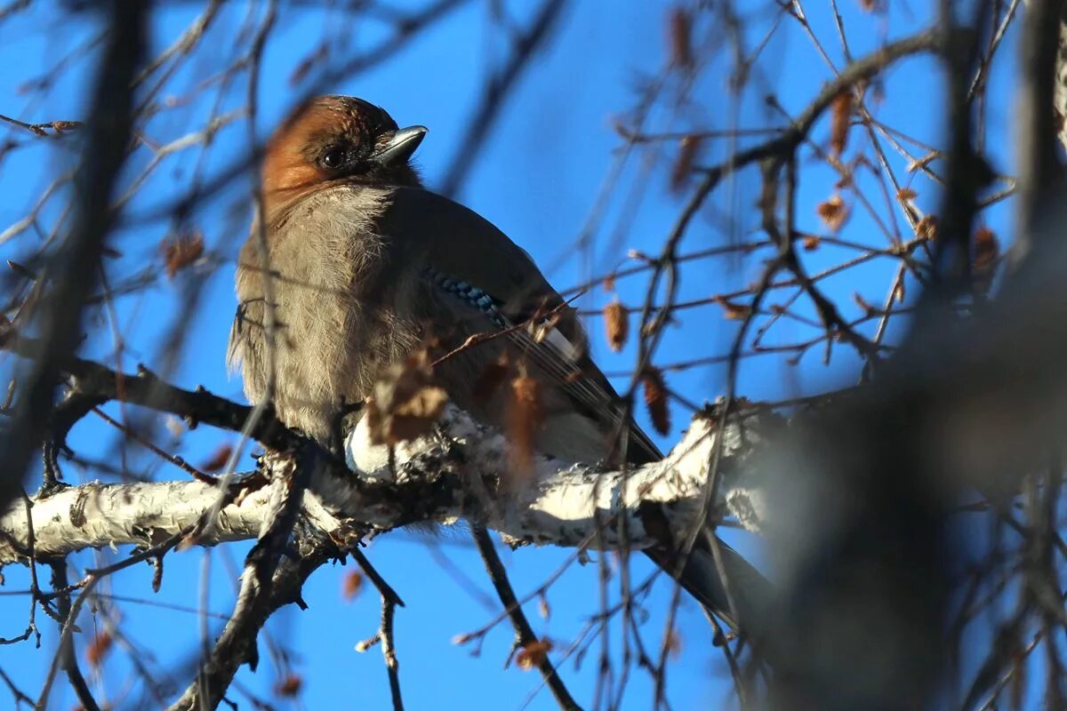 Птицы иркутска названия и фото Eurasian Jay (Garrulus glandarius). Birds of Siberia.