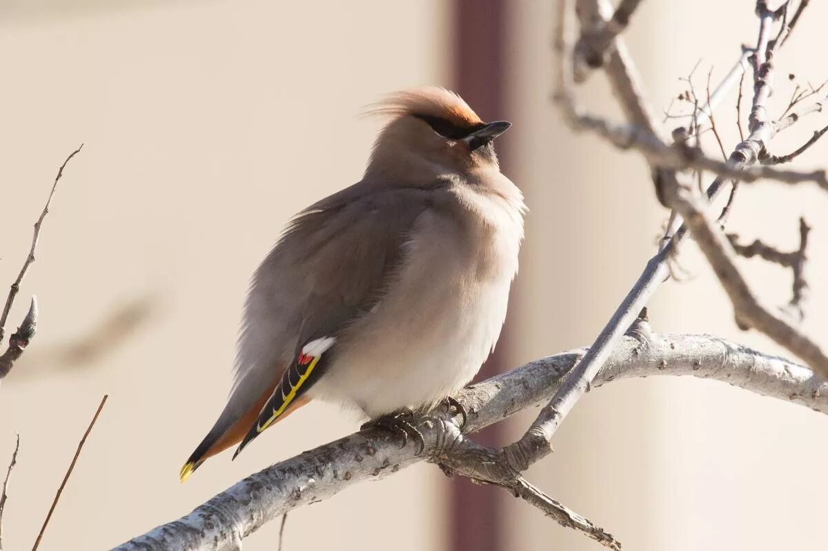 Птицы иркутска названия и фото Bohemian Waxwing (Bombycilla garrulus). Birds of Siberia.