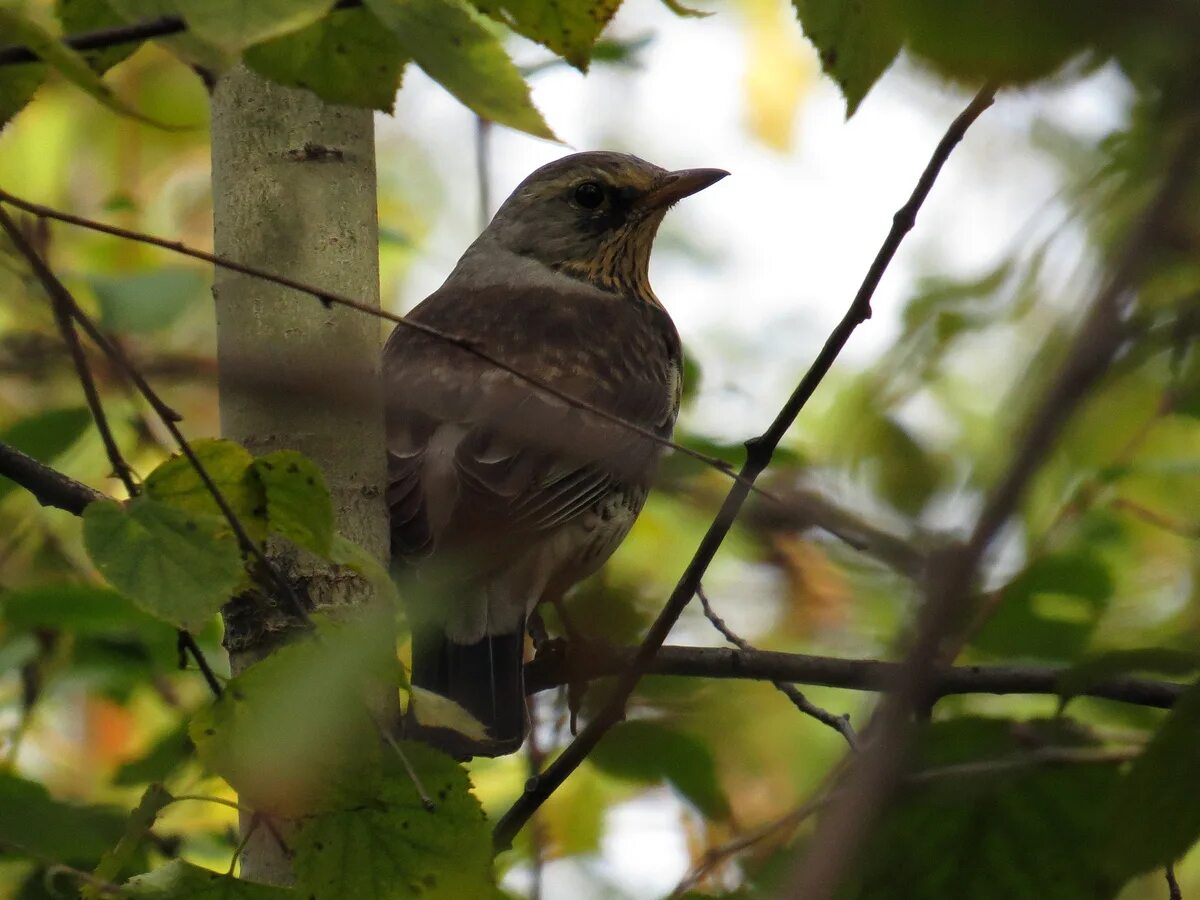 Птицы иркутска названия и фото Рябинник (Turdus pilaris). Птицы Сибири.