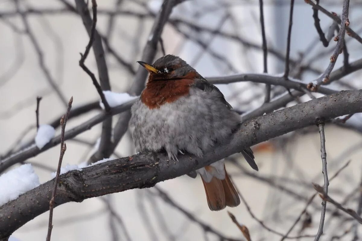 Птицы иркутска названия и фото Краснозобый дрозд (Turdus ruficollis). Птицы Сибири.