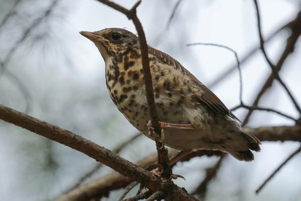 Птицы иркутска названия и фото Fieldfare (Turdus pilaris). Birds of Siberia.