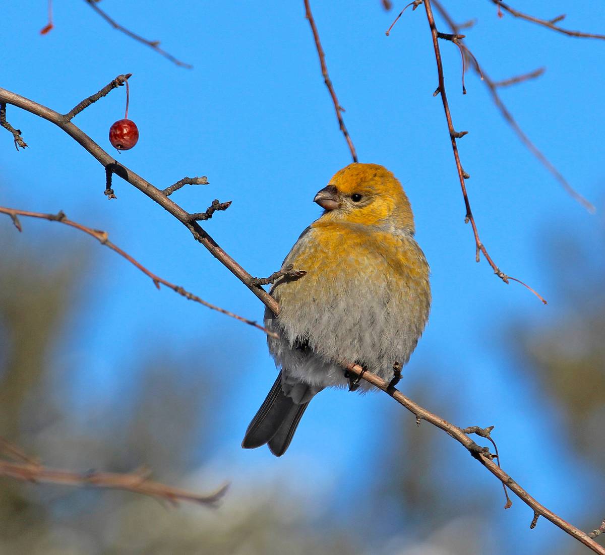 Птицы иркутской области фото Pine Grosbeak (Pinicola enucleator). Birds of Siberia.